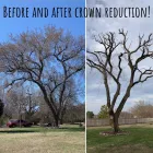 Business 5 image T & M TREE SERVICE Tree Surgeon in Broken Arrow OK