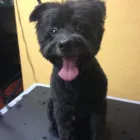 Business 1 image TAILS A GO-GO, INC in Albany CA