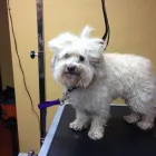 Business 2 image TAILS A GO-GO, INC in Albany CA