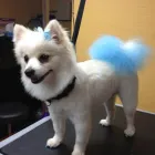 Business 3 image TAILS A GO-GO, INC in Albany CA