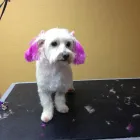 Business 4 image TAILS A GO-GO, INC in Albany CA