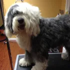 Business 5 image TAILS A GO-GO, INC in Albany CA