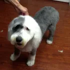 Business 6 image TAILS A GO-GO, INC in Albany CA