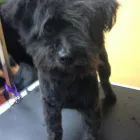 Business 7 image TAILS A GO-GO, INC in Albany CA