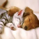 Business 8 image TAILS A GO-GO, INC in Albany CA