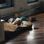 Business 1 image TAILS N’ TRAILS, LLC. Pet Sitter in Pawtucket RI