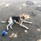 Business 2 image TAILS N’ TRAILS, LLC. Pet Sitter in Pawtucket RI