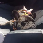 Business 3 image TAILS N’ TRAILS, LLC. Pet Sitter in Pawtucket RI