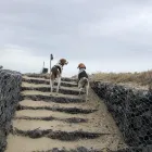 Business 4 image TAILS N’ TRAILS, LLC. Pet Sitter in Pawtucket RI