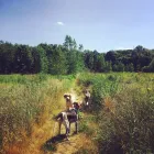 Business 5 image TAILS N’ TRAILS, LLC. Pet Sitter in Pawtucket RI