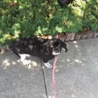 Business 7 image TAILS N’ TRAILS, LLC. Pet Sitter in Pawtucket RI