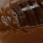 Business 1 image TANLER TERMITE AND PEST CONTROL Pest Control Mice in Los Angeles CA