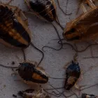 Business 2 image TANLER TERMITE AND PEST CONTROL Pest Control Mice in Los Angeles CA
