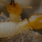 Business 3 image TANLER TERMITE AND PEST CONTROL Pest Control Mice in Los Angeles CA
