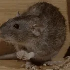 Business 4 image TANLER TERMITE AND PEST CONTROL Pest Control Mice in Los Angeles CA