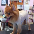 Business 4 image TENDER TOUCH GROOMING SALON in Milwaukee WI