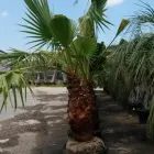Business 4 image TEXAS PALM TREES AND IRRIGATION LLC Plant Nurseries & Garden Centers in Dallas TX
