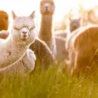 Business 1 image THE ALPACA GROUP Agricultural Services in Ridgefield WA