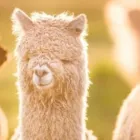 Business 2 image THE ALPACA GROUP Agricultural Services in Ridgefield WA