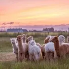Business 3 image THE ALPACA GROUP Agricultural Services in Ridgefield WA