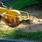 Business 3 image THE BEAVERS ROCK Tree Trimming & Tree Removal in Las Vegas NV
