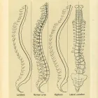 Business 1 image THE BODHI TREE CLINIC Spinal Decompression Therapy in Portland OR
