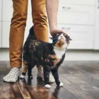 Business 1 image THE COMFORTED KITTY Cat Sitters in San Jose` CA