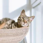 Business 1 image THE COMFORTED KITTY Pet Therapy in Los Angeles CA