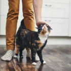 Business 2 image THE COMFORTED KITTY Pet Therapy in Los Angeles CA