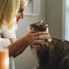 Business 3 image THE COMFORTED KITTY Pet Therapy in Los Angeles CA