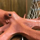 Business 2 image THE CRYPTIC CUBE - BELLEVUE ESCAPE ROOM Escape Room Center in Bellevue WA