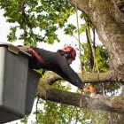 Business 2 image THE FIRST STATE TREE SERVICE Tree Service Company in Dover DE