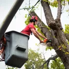 Business 3 image THE FIRST STATE TREE SERVICE Tree Service Company in Dover DE