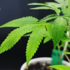 Business 2 image THE HEALING TREE Marijuana Clones in Oklahoma City OK