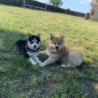 Business 4 image THE PAINTED POMSKY in Krum TX