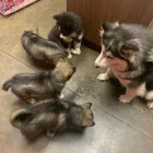 Business 8 image THE PAINTED POMSKY in Krum TX