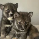 Business 9 image THE PAINTED POMSKY in Krum TX
