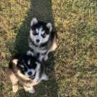 Business 10 image THE PAINTED POMSKY in Krum TX
