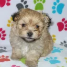 Business 1 image THE PAW PALACE Dog Breeder in Tucson AZ