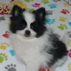 Business 2 image THE PAW PALACE Dog Breeder in Tucson AZ