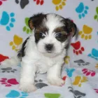 Business 3 image THE PAW PALACE Dog Breeder in Tucson AZ