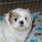 Business 4 image THE PAW PALACE Dog Breeder in Tucson AZ