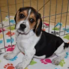 Business 5 image THE PAW PALACE Dog Breeder in Tucson AZ