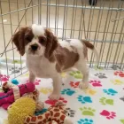 Business 6 image THE PAW PALACE Dog Breeder in Tucson AZ