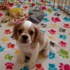 Business 7 image THE PAW PALACE Dog Breeder in Tucson AZ