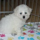 Business 9 image THE PAW PALACE Dog Breeder in Tucson AZ