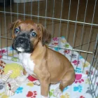 Business 10 image THE PAW PALACE Dog Breeder in Tucson AZ