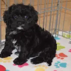 Business 11 image THE PAW PALACE Dog Breeder in Tucson AZ