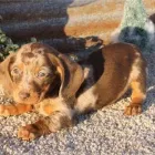 Business 12 image THE PAW PALACE Dog Breeder in Tucson AZ