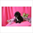 Business 13 image THE PAW PALACE Dog Breeder in Tucson AZ